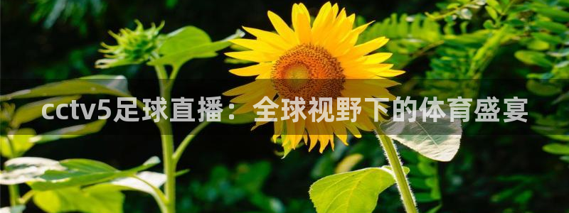 nba在线直播小九直播：cctv5足球直播：全球视野下的体育盛宴
